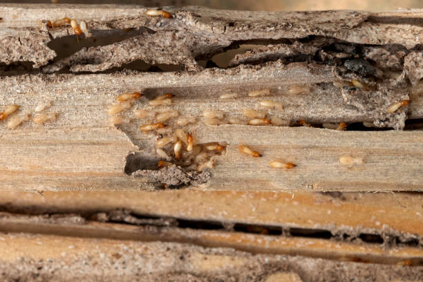 Best Residential Pest Control  in Fremont, IN